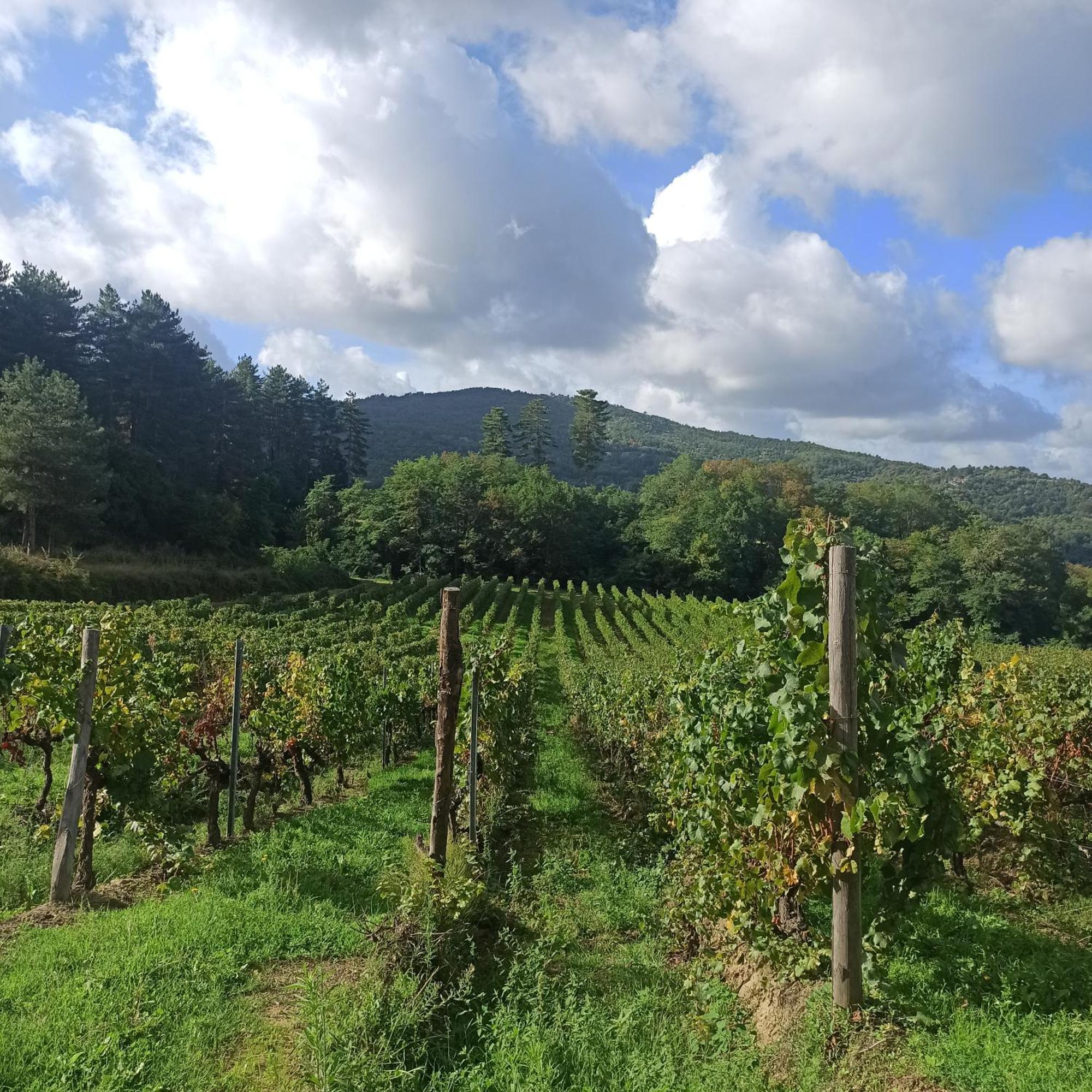 La Casetta Di Campagna Alloggio Nel Chianti Pomino Extérieur photo